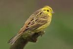 Yellowhammer_LR~0.jpg