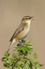 sedge_Warbler_LR_2.jpg