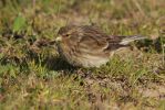 twite_LR(196).jpg