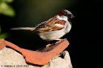 house_sparrow_500.jpg