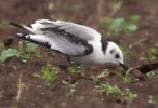 1st-winter-kittiwake.jpg