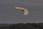 Barn Owl Flight. 2.jpg