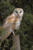 Barn Owl, 25 June ~0.jpg