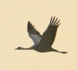 Crane_9683.jpg