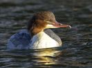 Goosander_D3Z2709_copy_630.jpg