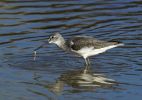 Greenshank-.jpg