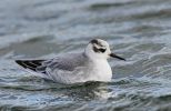 Grey-Phalarope-1.jpg