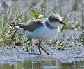 Juv LRP 7th July  .jpg