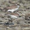 LRP Mating, 9th June .jpg