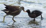 MOORHEN CHICKS.jpg