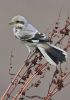 Steppe_Great_Grey_Shrike_4.jpg