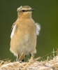 Wheatear~0.jpg