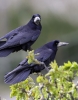 rooks_MG_1279_.jpg