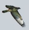 stainfield buzzard.jpg