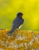 swallow_2076_copy.jpg