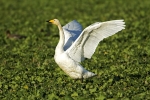 whooper_5595.jpg