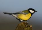 IMG_Great_Tit0001.jpg