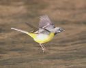 IMG_Grey_wagtail_31_3_07_0001.jpg