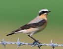 IMG_Wheatear_55080001_2.jpg