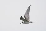 BLACK-TERN-juv-1.jpg