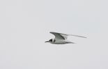 BLACK-TERN-juv-3.jpg