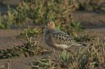 BUFF-BREASTED-SANDPIPER-1.jpg