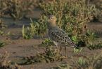 BUFF-BREASTED-SANDPIPER-2.jpg