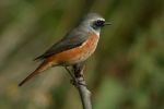 COMMON REDSTART 3.jpg