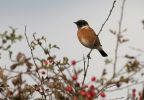 COMMON-STONECHAT-OCT-4.jpg