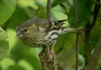 EURASIAN-SISKIN-1.jpg