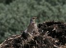 FIELDFARE_1.jpg