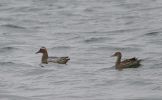 GARGANEY-FOR-WEB.jpg