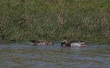 GARGANEY-PAIR.jpg