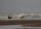 GLAUCOUS_GULL_1w_Saltfleetby.jpg