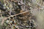 GRASSHOPPER-WARBLER-FEMALE.jpg