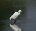 LITTLE EGRET 2.jpg