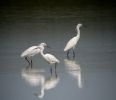 LITTLE EGRETS - MANBY.jpg