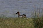 MALE-GARGANEY-1.jpg