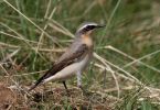 NORTHERN-WHEATEAR-SBY.jpg