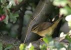 RADDE_S-WARBLER-2.jpg