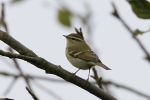 YELLOW-BROWED_WARBLER_001.jpg