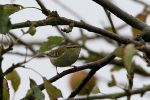 YELLOW-BROWED_WARBLER_002.jpg