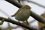 YELLOW-BROWED_WARBLER_003.jpg