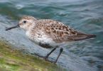 Dunlin_4.jpg