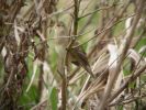 Grasshopper_Warbler_1.jpg