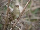 Grasshopper_Warbler_2.jpg