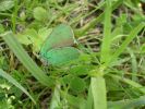 Green_Hairstreak.jpg