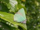 Green_Hairstreak~0.jpg