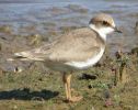 Little_Plover_juvenile_1.jpg