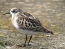 Little_Stint.jpg